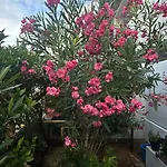 Maria Luisa -amaral's Albufeira