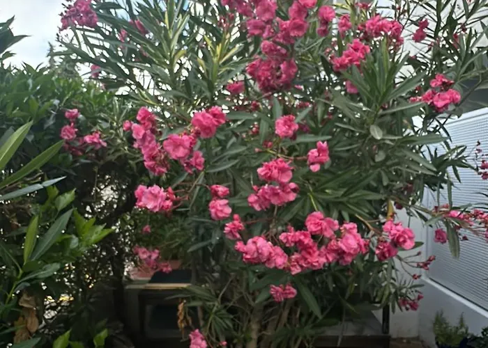 Maria Luisa -amaral's Αλμπουφέιρα